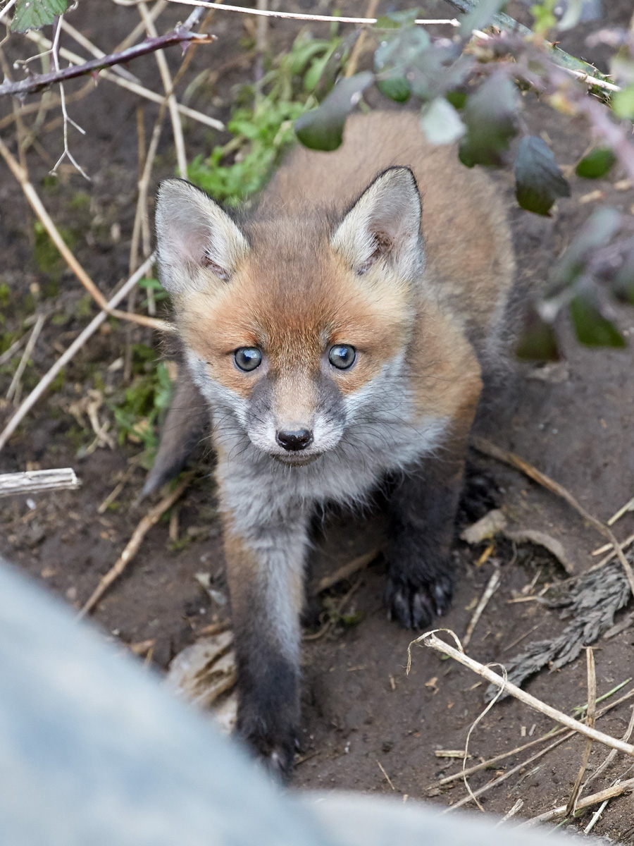 IMAGE: http://www.kevbullock.co.uk/forums/Foxpup1.jpg