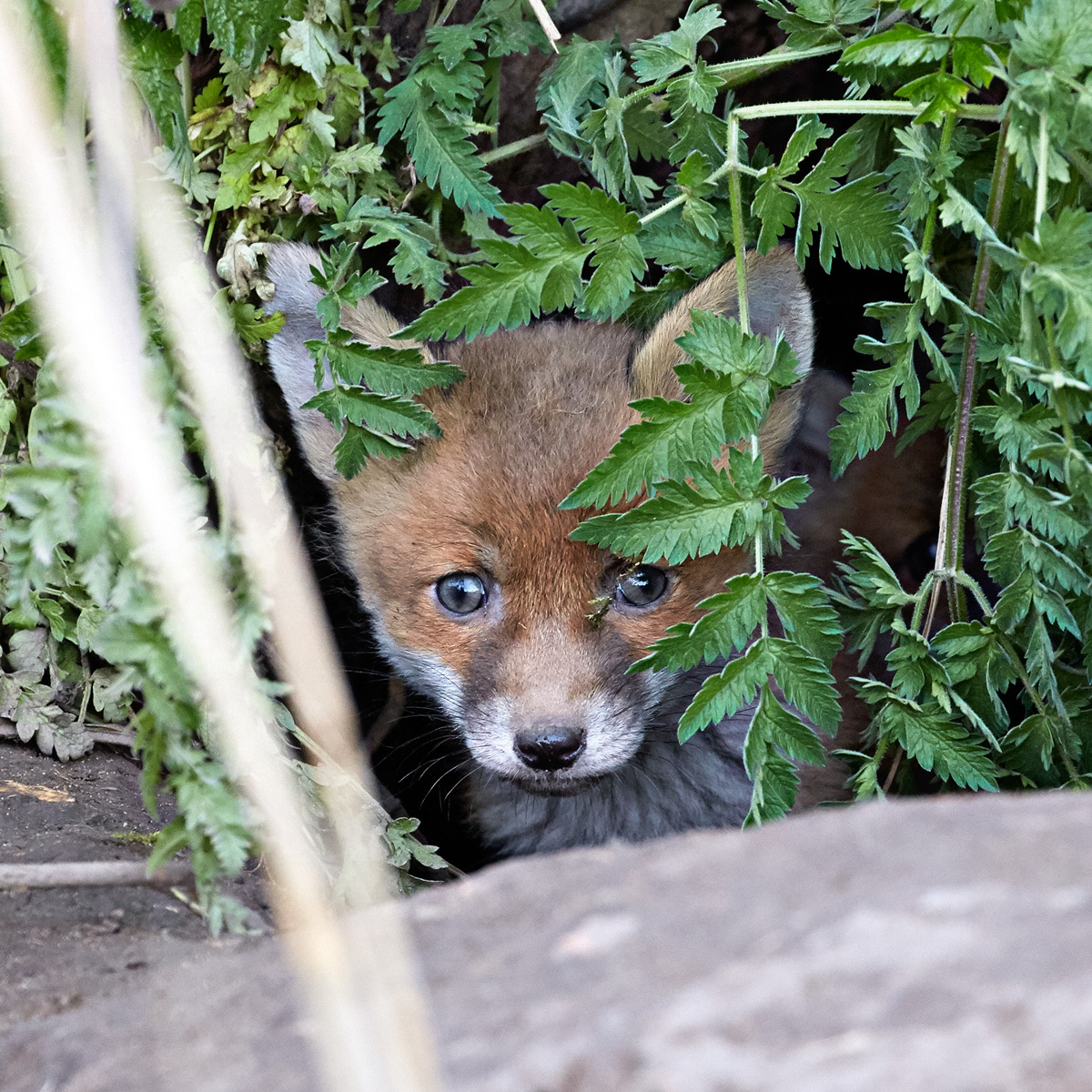 IMAGE: http://www.kevbullock.co.uk/forums/Foxpup3.jpg