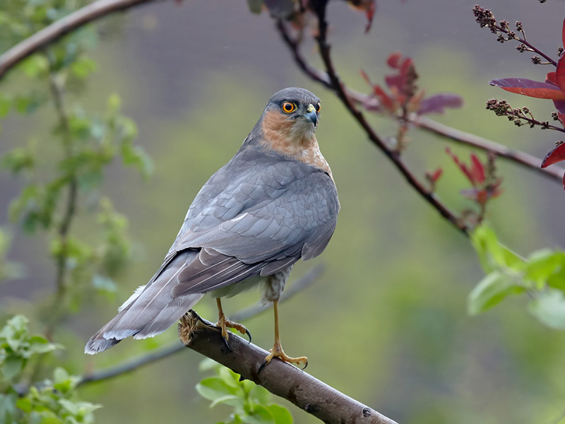 IMAGE: http://www.kevbullock.co.uk/forums/sparrowhawk.jpg