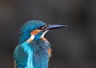 Kingfisher (Juv)