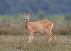 Roe Deer