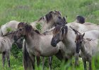 Konik Horses