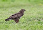 Buzzard