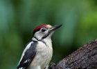 Great Spotted Woodpecker (Juv)
