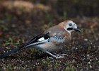 Jay