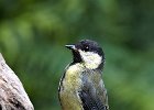 Great Tit