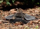 Blackbird (Juv)
