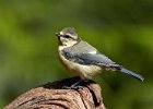 Blue Tit (Juv)
