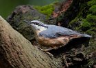 Nuthatch