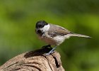 Willow Tit