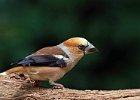 Hawfinch