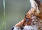 Fox Portrait