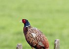 Pheasant (m)