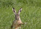 Hare