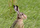 Hare