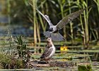 Black Tern feeding chick