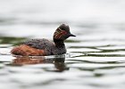 Black-necked Grebe