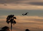 Sunset and Stork