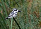 Pied Kingfisher