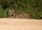Brazil - North and South Pantanal 2018