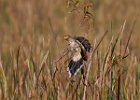 Guira Cuckoo