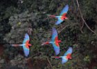 Red & Green Macaws