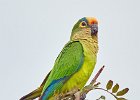 Peach-fronted Parakeet