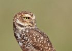 Burrowing Owl
