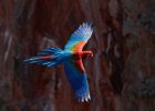 Red & Green Macaw