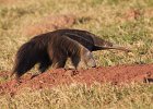 Giant Anteater
