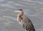 heron