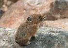 pika