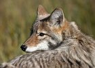 wile