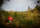 Fly Agaric