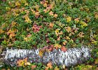 Silver Birch down