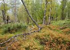 Woodscape
