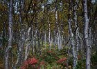 Birch corridor
