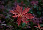 Autumn colour