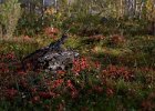 Dappled wood