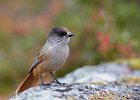 Siberian Jay