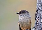 Siberian Jay