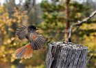 Siberian Jay