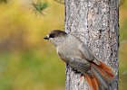 Siberian Jay