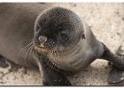 Baby Sea Lion