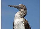 Blue-Footed Booby