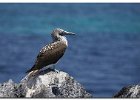 Blue-Footed Booby