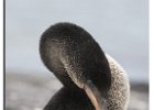 Flightless Cormorant