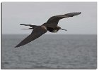Frigatebird (Juv)
