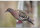 Galapagos Dove
