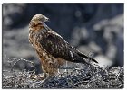 Galapagos Hawk (Juv)